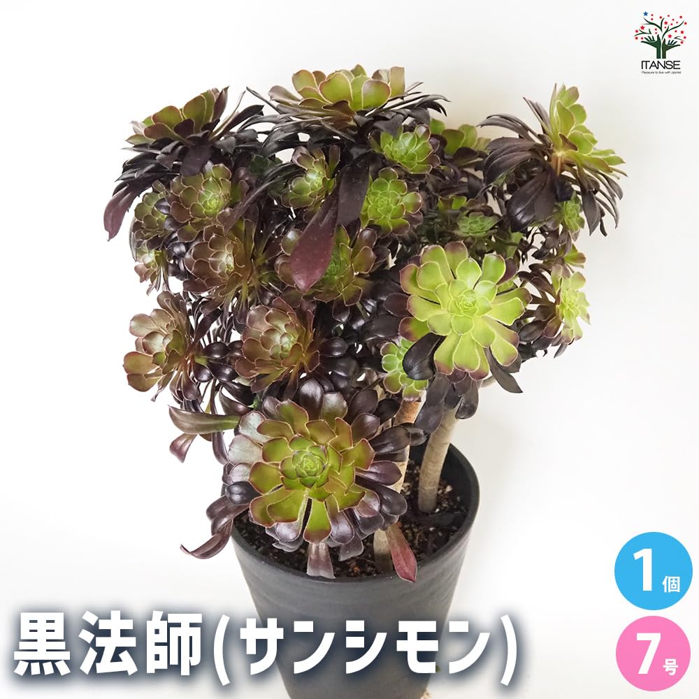 Amazon｜ITANSE 黒法師 7号 1個売り【品種で選べる多肉植物